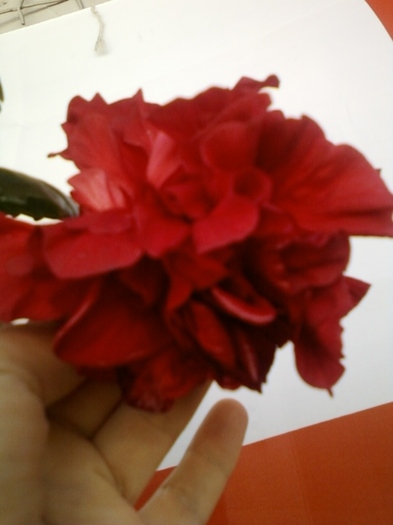 3 august 2012-flori 006 - hibiscus