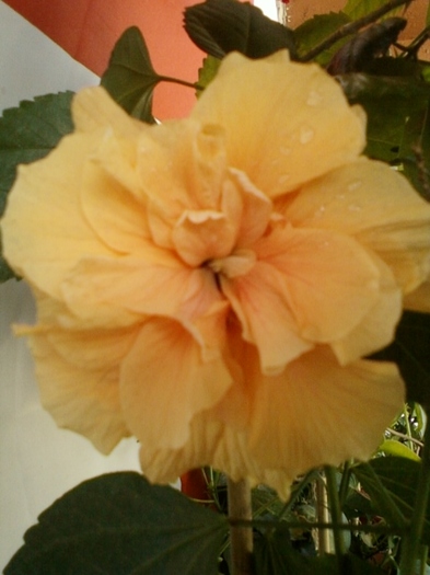 de la o cititoare practic-a... - hibiscus