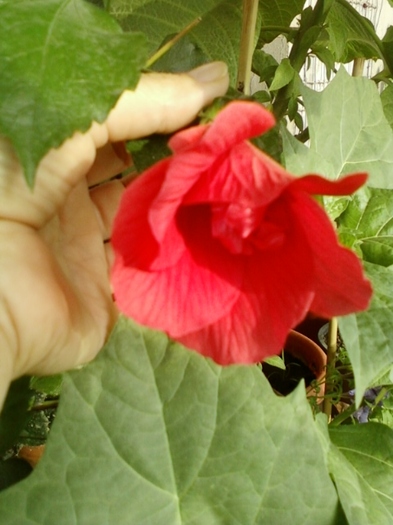 3 august 2012-flori 022