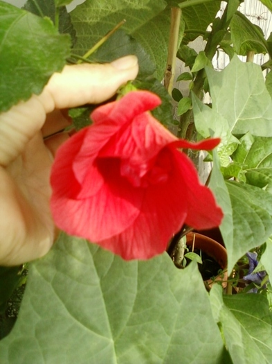 hibi rosu simplu - hibiscus