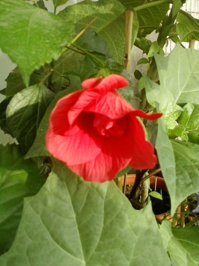3 august 2012-flori 024 - hibiscus
