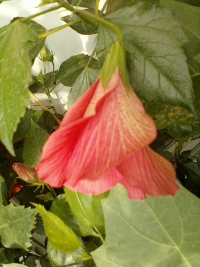 3 august 2012-flori 025 - hibiscus