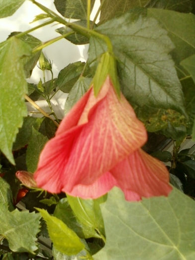 hibi rosu simplu - hibiscus