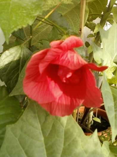 3 august 2012-flori 029