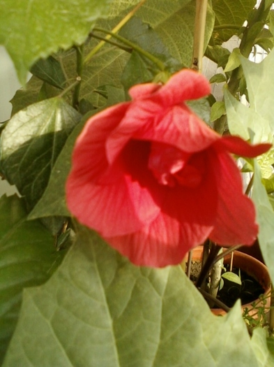 3 august 2012-flori 035