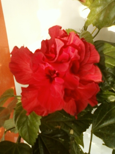 3 august 2012-flori 028 - Copy - hibiscus