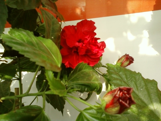 3 august 2012-flori 038