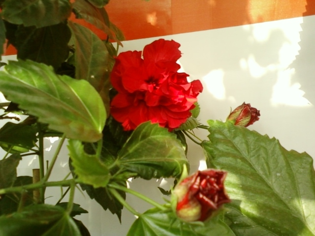 3 august 2012-flori 040 - hibiscus
