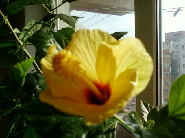 hibi port cu ochi rosu