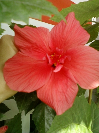 h. rosu simplu-cu "mot"... - hibiscus