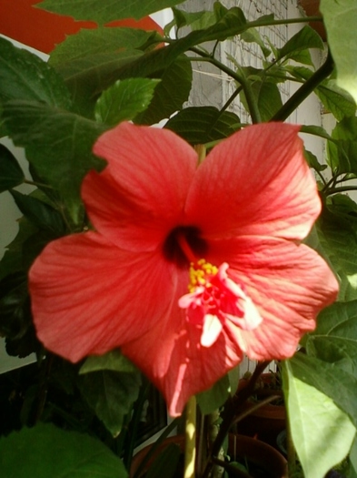 3 august 2012-flori 074