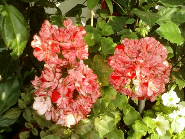 3 august 2012-flori 041 - muscate