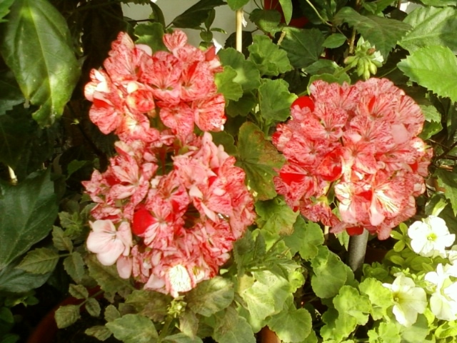 muscata pestrita - muscate