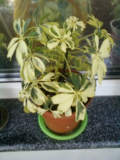 3 august 2012-flori 014 - schefflera arboricola