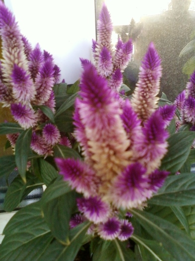 3 august 2012-flori 021