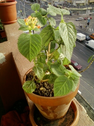 3 august 2012-flori 058 - lantana camara