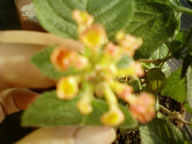 lantana galben+rosu - lantana camara