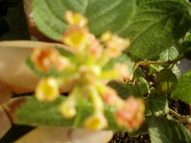 3 august 2012-flori 063 - lantana camara