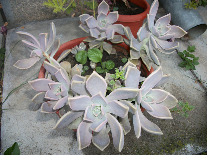 100_2232 - echeveria