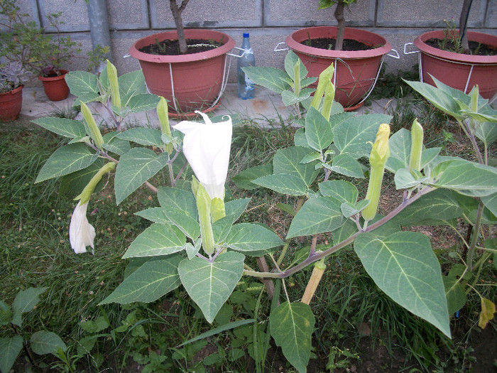 100_2234 - datura 2012