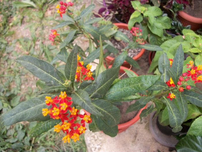 100_2243 - asclepias