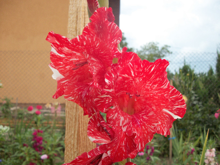 100_2254 - gladiole 2012