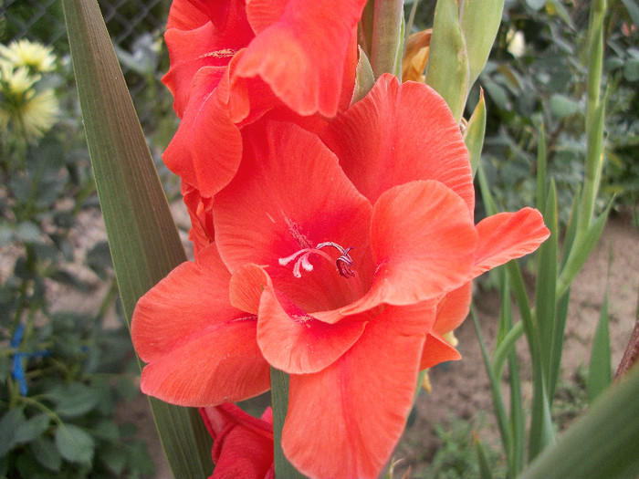 100_2251 - gladiole 2012