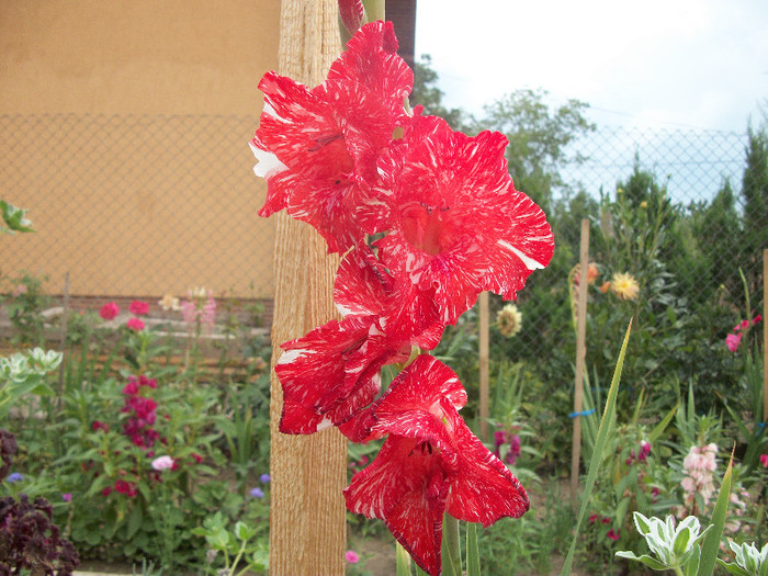 100_2255 - gladiole 2012
