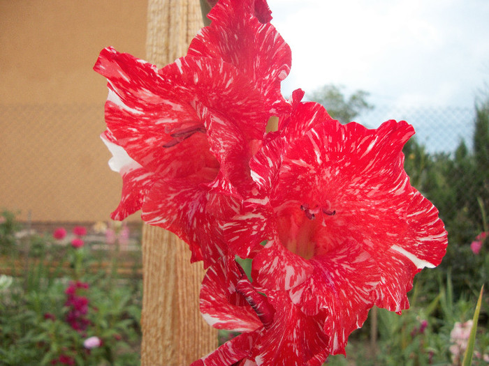 100_2256 - gladiole 2012