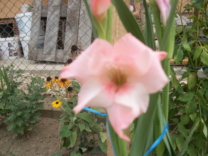 100_2260 - gladiole 2012