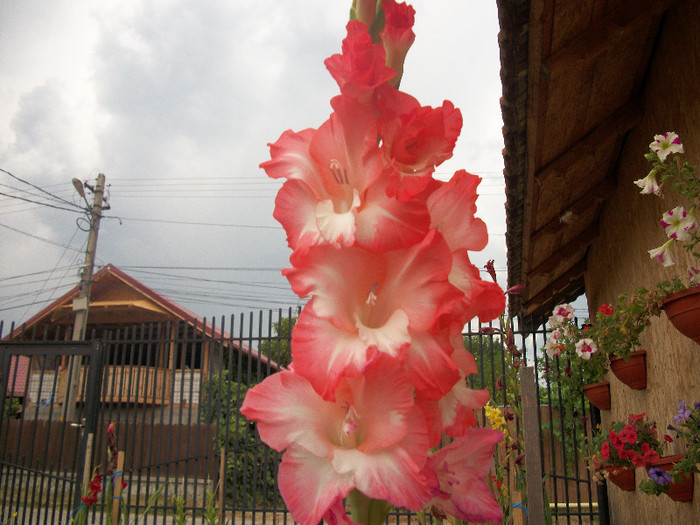 100_2281 - gladiole 2012