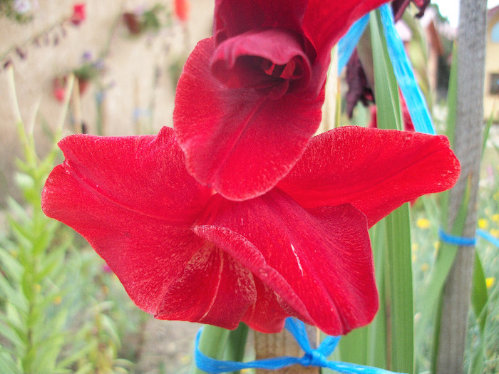 100_2271 - gladiole 2012