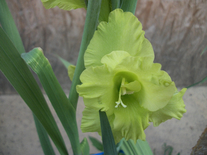 100_2272 - gladiole 2012