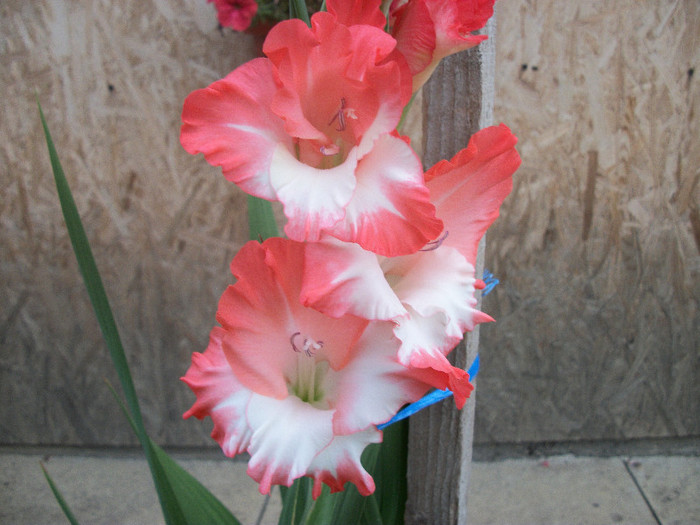 100_2273 - gladiole 2012