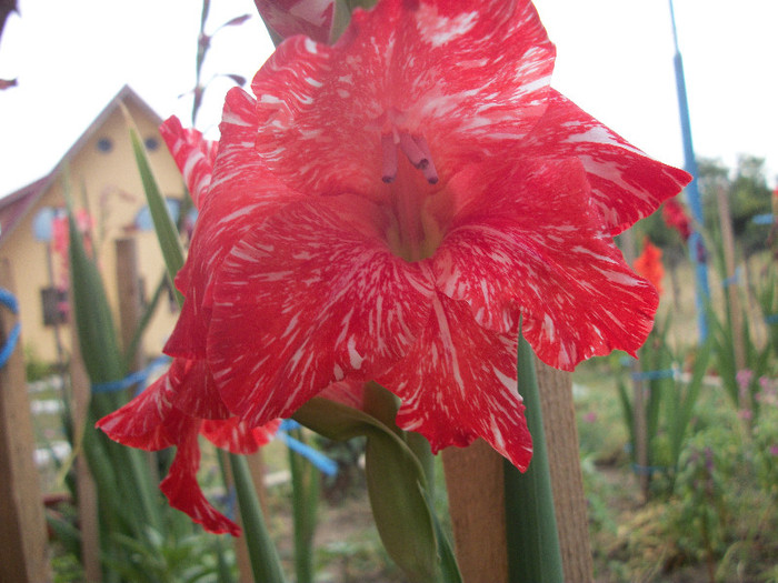 100_2277 - gladiole 2012
