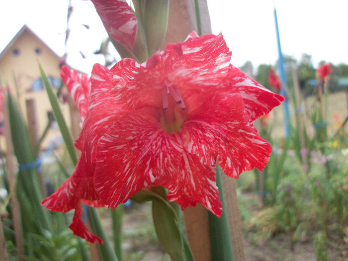 100_2278 - gladiole 2012