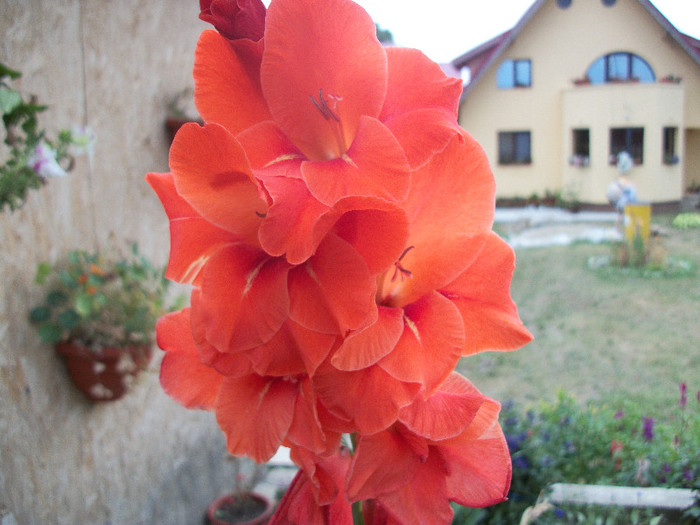 100_2279 - gladiole 2012