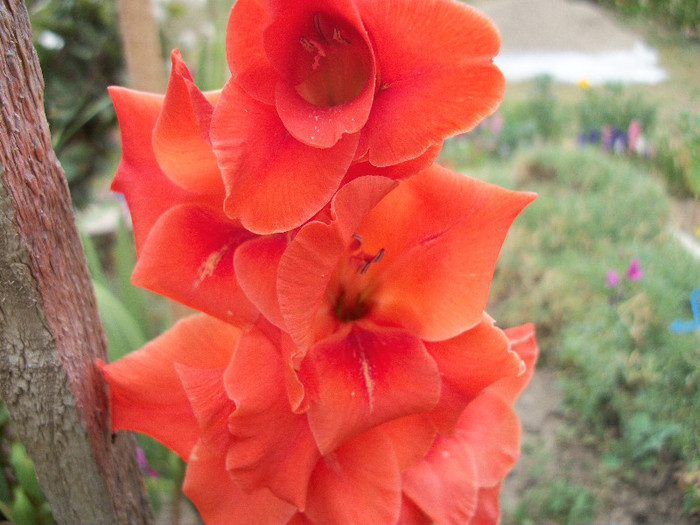 100_2280 - gladiole 2012