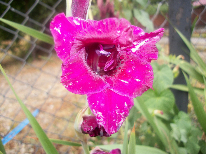 100_2356 - gladiole 2012