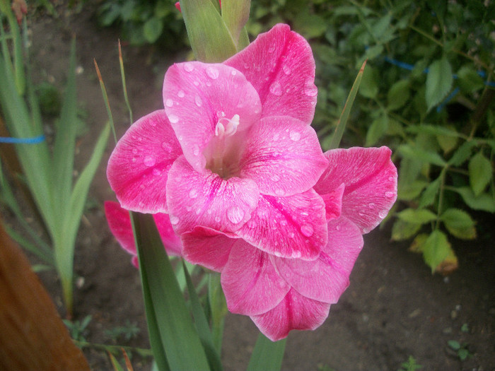 100_2367 - gladiole 2012