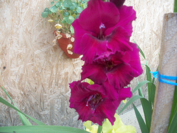 100_2381 - gladiole 2012