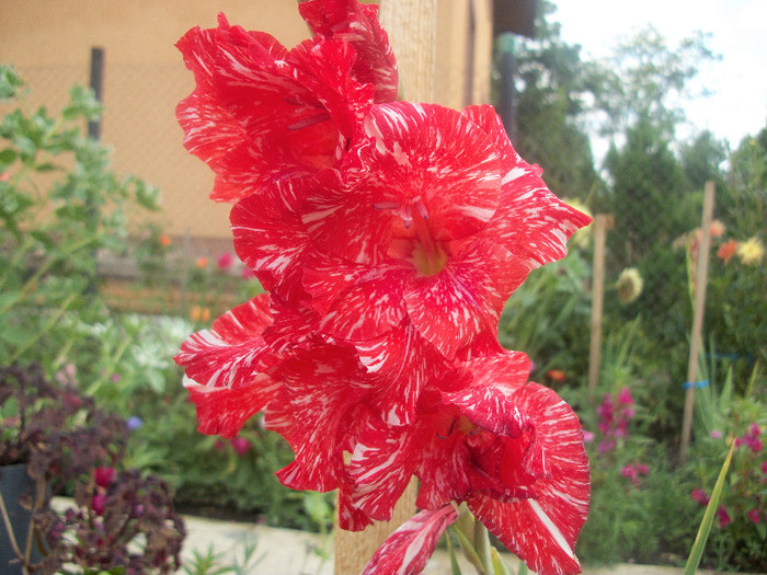 100_2390 - gladiole 2012