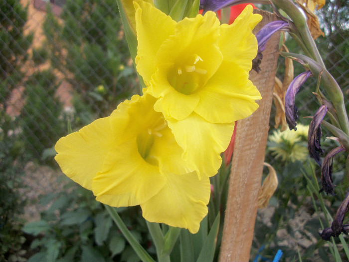 100_2396 - gladiole 2012