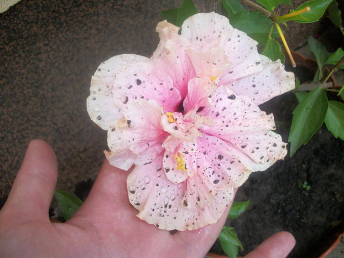 100_2315 - hibiscus