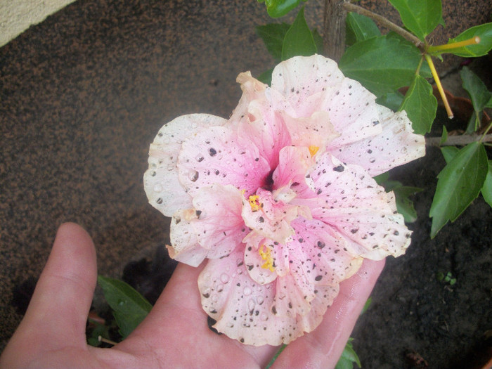 100_2316 - hibiscus