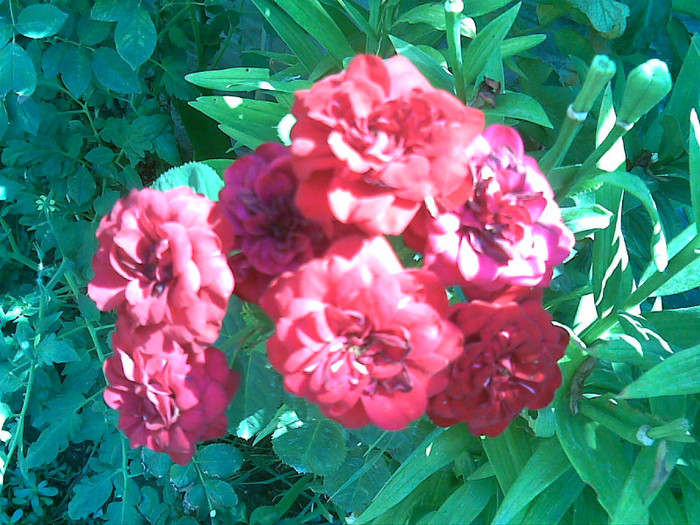 03082012(027) - Iulie-August