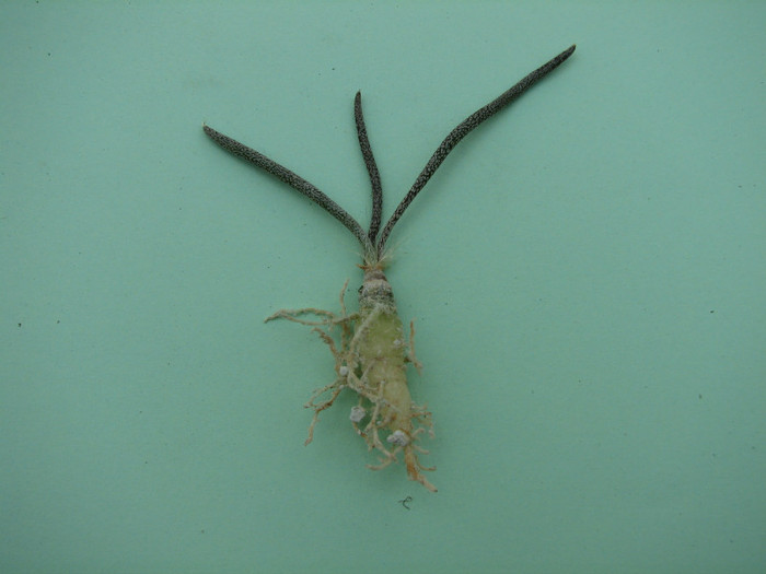 Astrophytum caput-medusae - Cactusi - raritati