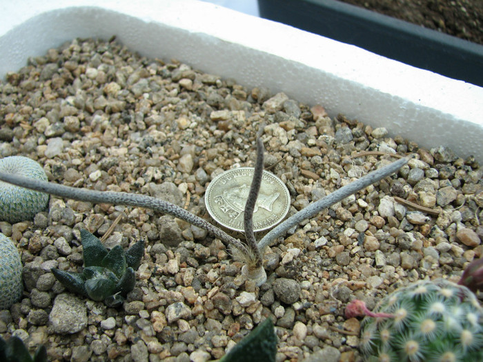 Astrophytum caput-medusae - Cactusi - raritati