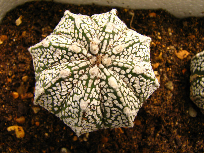 Astrophytum asterias x coahuilense x superkabuto