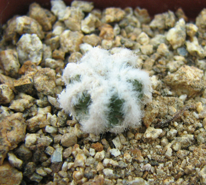 Aztekium hintonii - Cactusi - raritati